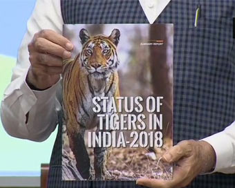 Tiger population increases to 2,967 in 2018: Modi 