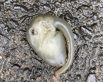 Australia: Alien-like creature found on Sydney streets after massive rain has stumped biologists