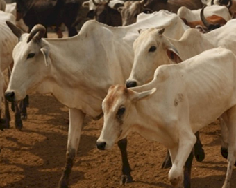 Cows rescued from cattle trafficking in coastal Karnataka