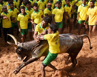 Jallikattu