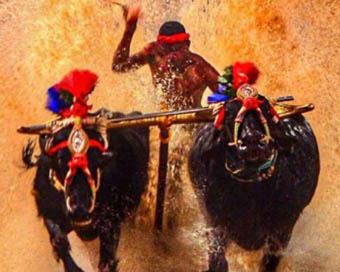 Kambala jockey