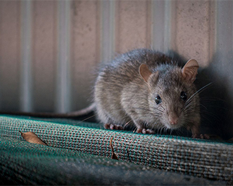 Hantavirus kills a man in China, people frantic on social media