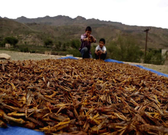 PAK declares national emergency over locusts