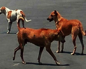 Delhi HC directs proper release of stray dogs captured during G20 Summit