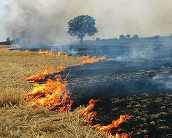 Stubble burning